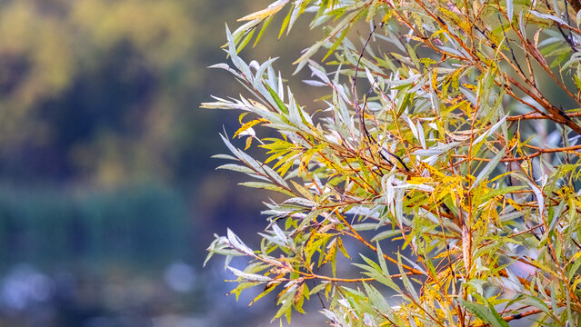 Autumn willow branches with narrow green-yellow leaves on blurred background of river and forest, panoramic macro photography