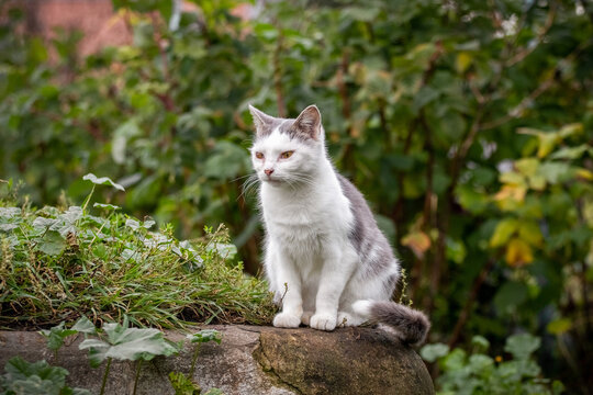 White-grey cat sitting on stone wall in garden on background of green foliage, photography of domestic pet in nature
