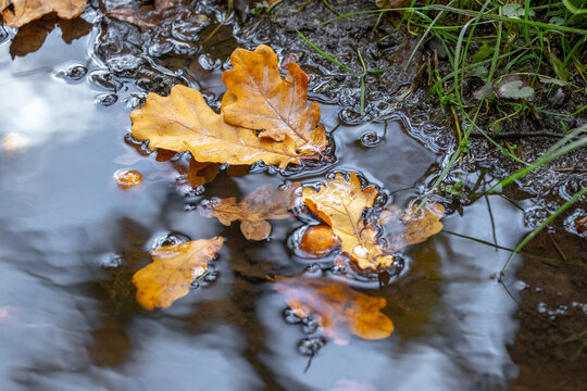 Yellow-orange fallen oak leaves and acorn in puddle after rain with reflection, macro photography of autumn
