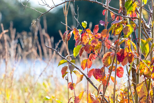Colorful autumn dogwood leaves on branches on sunny day on background of blurred meadow and river, macro photography
