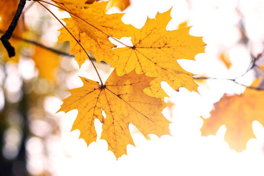 Yellow autumn maple leaves on branch in sunlight, macro photography on blurred background of sky and trees