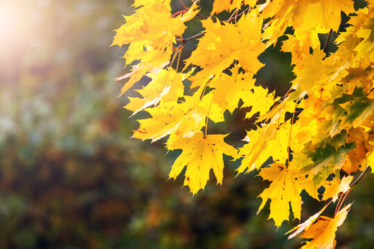 Bright yellow autumn maple leaves in sunlight, macro photography on blurred green background of autumn forest