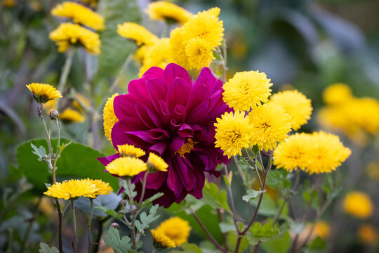 Large purple dahlia among yellow chrysanthemums in garden, bright macro photography of autumn flowers on green background
