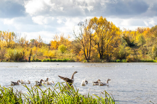Flock of white geese swimming on river among autumn landscape with yellow trees and cloudy sky, rural nature