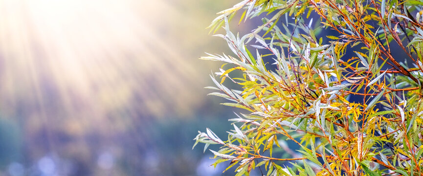 Autumn willow branches with narrow leaves in bright sunlight rays, panoramic nature photography on blurred background