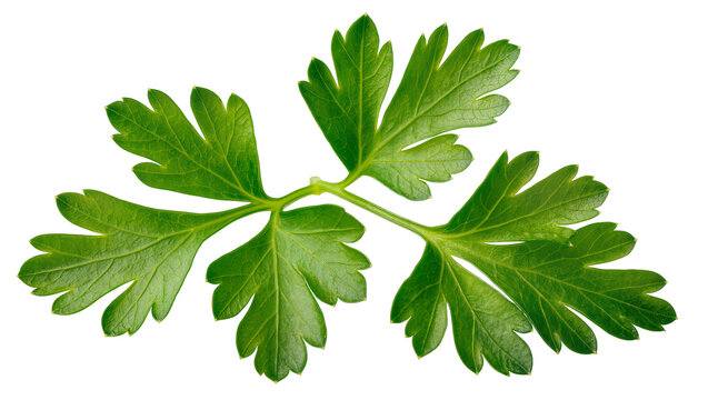 Isolated fresh green parsley sprig, aromatic cooking herb, natural ingredient for dishes