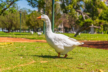 Fototapeta premium Side view of a majestic white goose standing on a lush green lawn in a public park with blurred trees and bright sunlight in the background.