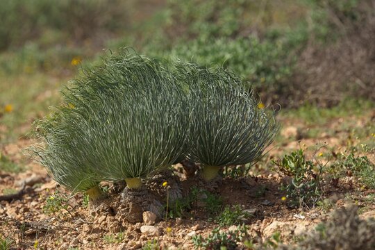 Gethyllis namaquensis is a rare bulbous plant from the Namaqualand region, South Africa.
