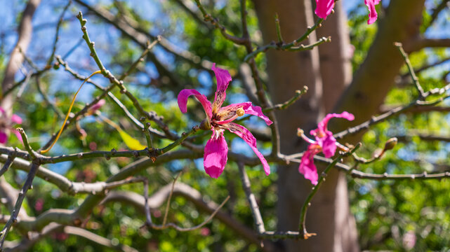 Close-up of pink Ceiba speciosa flowers blooming on a tree branch against a blue sky. Beautiful silk floss tree blossoms in a sunny botanical garden during spring