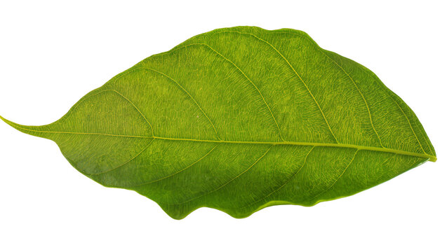 Isolated fresh green leaf showing detailed venation and natural texture, healthy plant foliage.