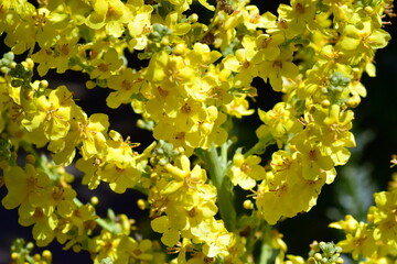 Gelbe Blüten einer Königskerze © christiane65