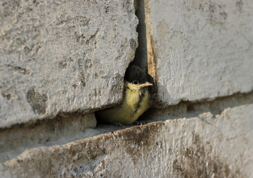 A young great tit fledgling hiding in a stone wall crack, concept of wildlife and nature conservation