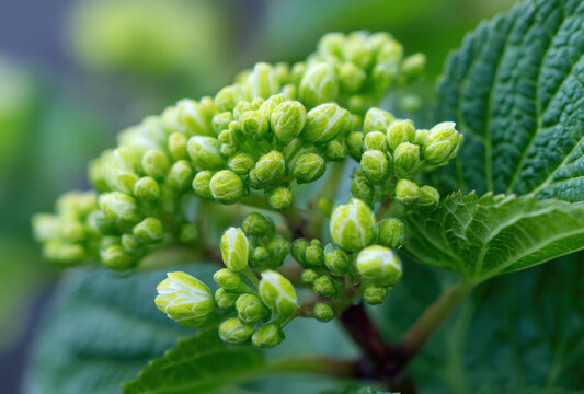 Macro of young green hydrangea flower buds cluster on a branch with lush green leaves in a garden during the spring season