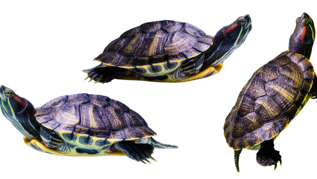 Isolated three red-eared slider turtles in different dynamic poses, vibrant colors and patterns