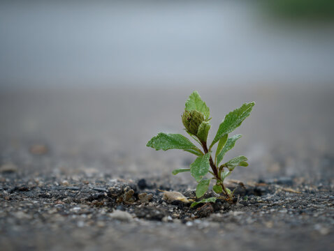 Single green plant sprouting from a fissure in the dark grey asphalt road surface symbolizing life and endurance in an urban landscape setting