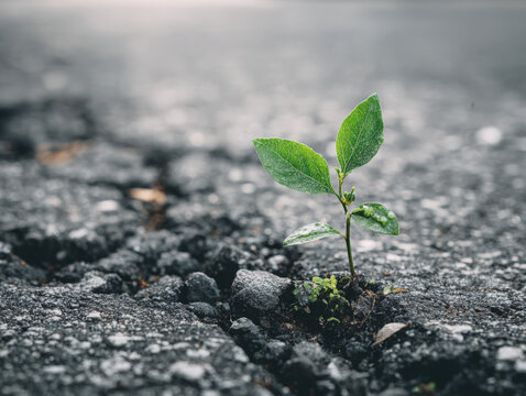 Small green plant with leaves growing through a wide crack in the dark asphalt road surface demonstrating nature reclaiming the urban environment
