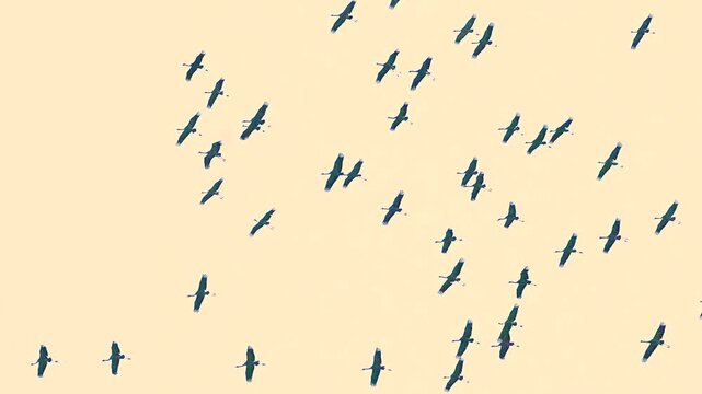 A flock of cranes flies in slow motion.