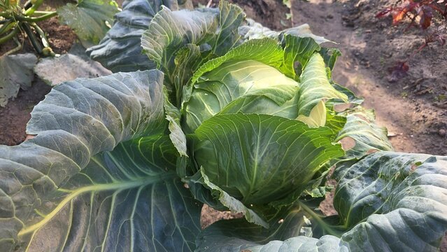 Green cabbage vegetable head in a garden bed for gardening poster background and farm harvest banner design