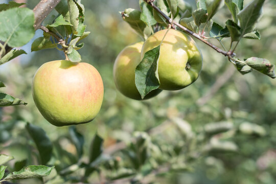 Ripe Jonathan Apple on Tree Branch with Soft Bokeh Background
