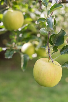 Close Up of Jonathan Apple on Branch with Blurred Apples