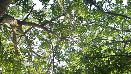 Fototapeta premium Low angle view of tree canopy with green leaves and branches on isolated background. Nature, environment, forestry, ecosystem, gardening, botany, growth, biology, sustainable architecture, design