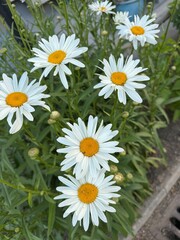 Obraz premium daisies in a garden