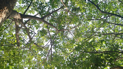 Fototapeta premium Low angle view of tree canopy with green leaves and branches on isolated background. Nature, environment, forestry, ecosystem, gardening, botany, growth, biology, sustainable architecture, design
