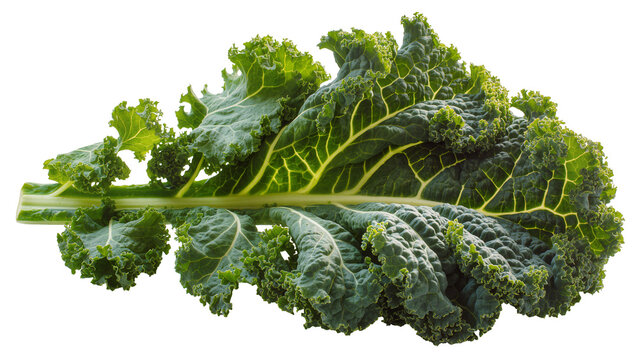 Isolated fresh green organic kale leaf, healthy vegetable superfood rich in vitamins and nutrients