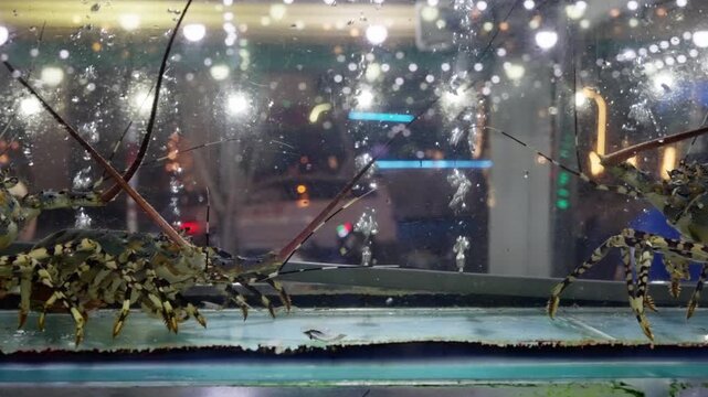 Live lobsters in illuminated glass aquarium progressing from scattered individuals to dense clustered display under overhead fluorescent lights
