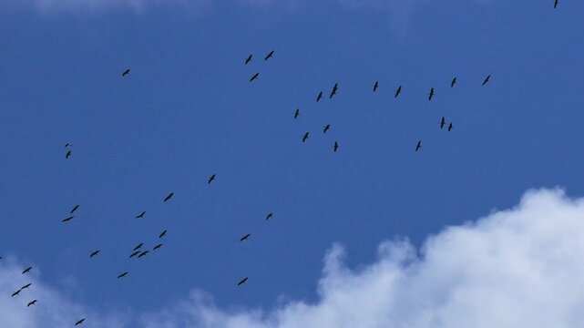 A flock of cranes flies across a cloudy blue sky.