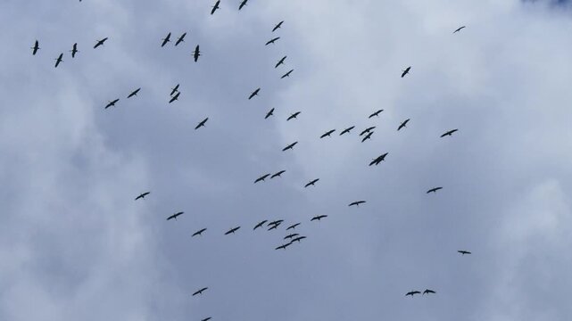 A flock of cranes flies across a cloudy blue sky.