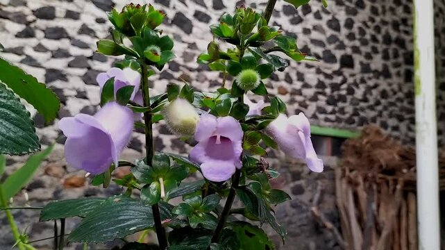 Footage. Gloxinia perennis bell-shaped flower sprouting in Ungaran, Indonesia. Purple bell flowers.
