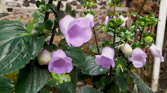Footage. Gloxinia perennis bell-shaped flower sprouting in Ungaran, Indonesia. Purple bell flowers.
