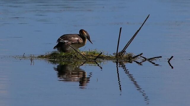 Great crested grebe tending to eggs on floating nest in silence.