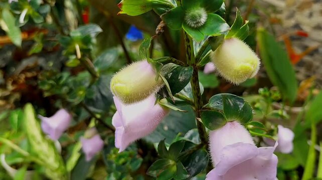 Footage. Gloxinia perennis bell-shaped flower sprouting in Ungaran, Indonesia. Purple bell flowers.
