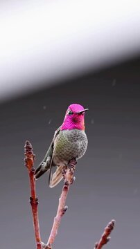 Anna's hummingbird with vibrant pink crown perched on a twig in light snow