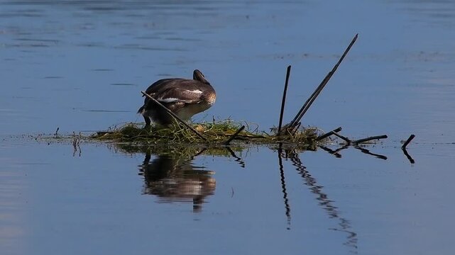 Great crested grebe standing on floating nest with visible eggs. slow motion