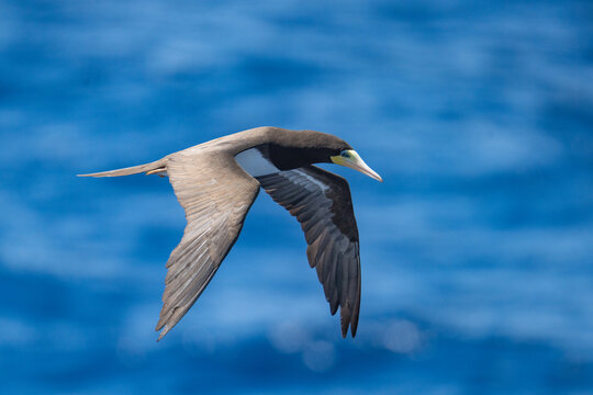Brown booby (Sula leucogaster) in flight at Ascension Island