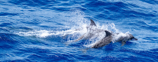 Panorama of dolphins swimming at the surface, at Ascension Island © Angela