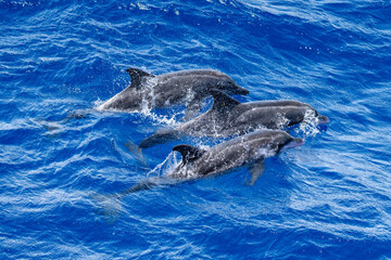 Fototapeta premium Dolphins breaching at the surface at Ascension Island
