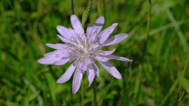 Purple Viper's-grass in natural ambient (Scorzonera purpurea) - (4K)