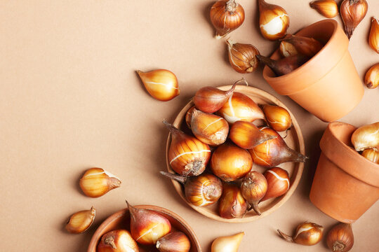 Tulip bulbs on clay pot, spring or autumn seeds, from above overhead top view, flat lay, copy space, mockup for your design, gardening and farming concept, closeup