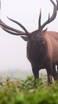 Massive bull elk standing in a foggy meadow during the autumn rut