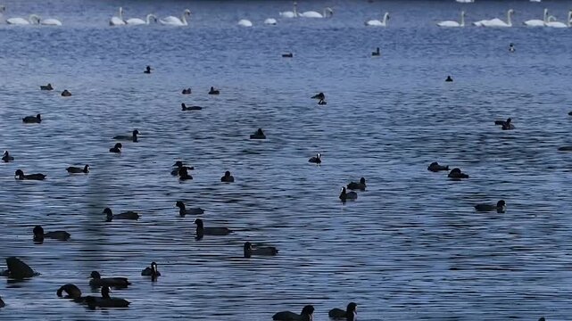 Flock of coots swimming in blue lake in slow motion.