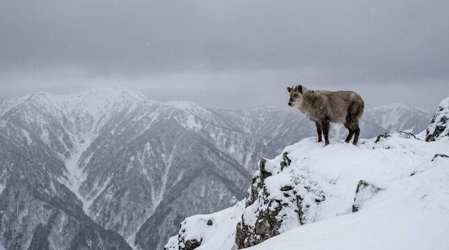 Japanese serow standing on a snowy cliff