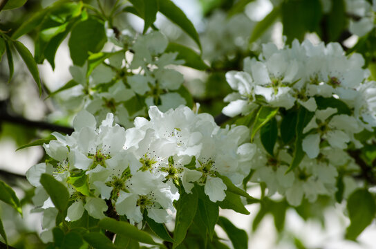 Apple tree