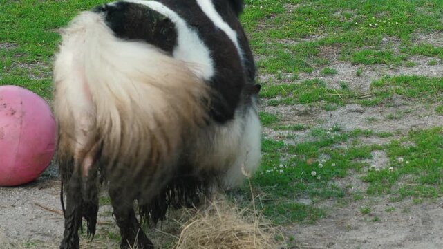 A small piebald pony eats grass and hay in a paddock pasture. A fluffy mini horse with muddy legs stands on the lawn next to a pink ball.