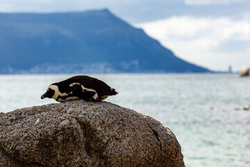 Side View of African penguin  Spheniscus demersus layin g on Belly on Rock in Boulder Bay South Africa © Pete Niesen Photo