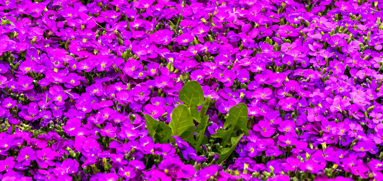 Aubrieta ou aubri&egrave;tes ou aubri&eacute;ties