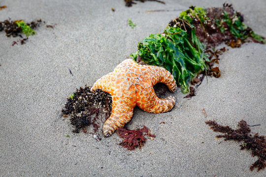 Orange Ochre star starfish pacific norhtwest